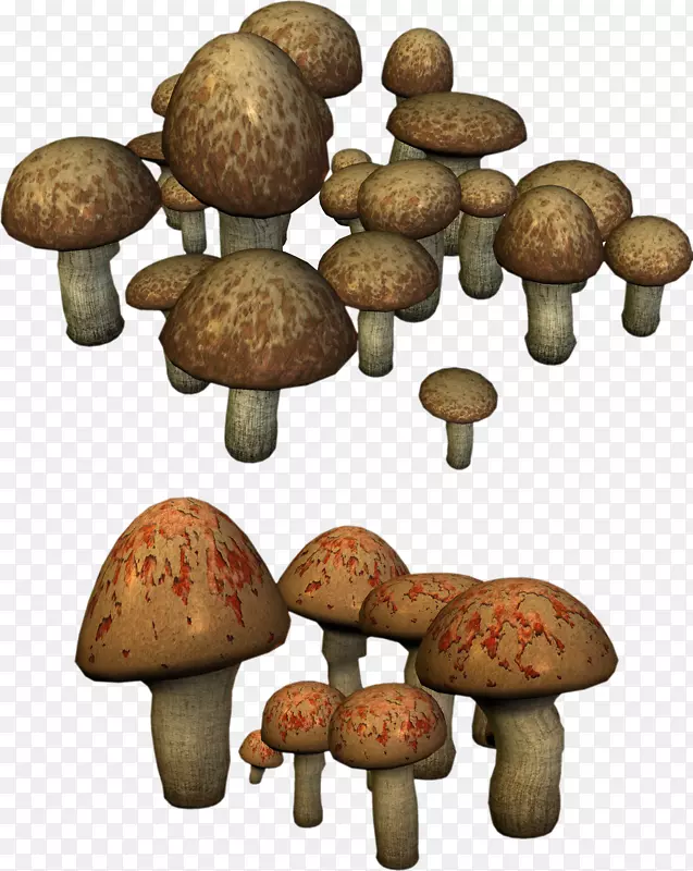 香菇药用真菌松茸蘑菇
