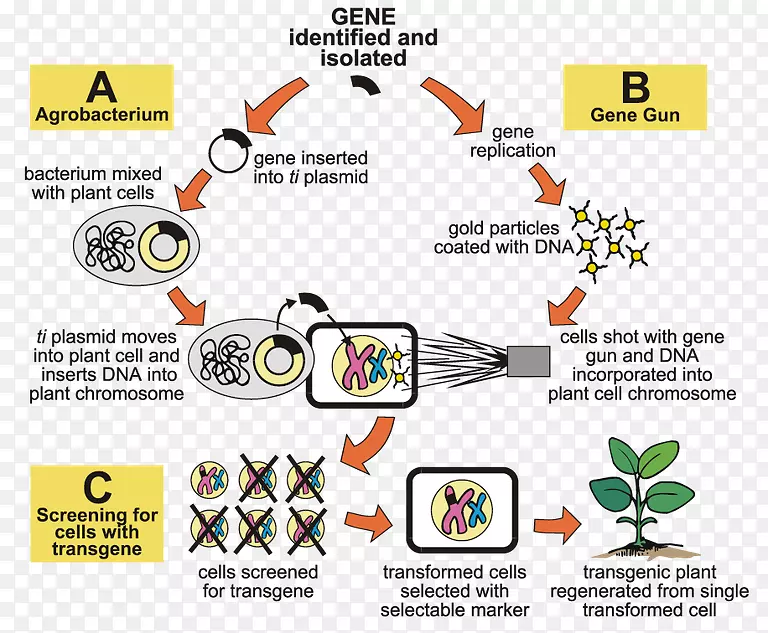 根癌农杆菌基因工程转基因生物转基因食品转基因作物