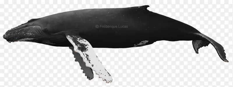 海豚鲸座头鲸头鲸须鲸驼背鲸