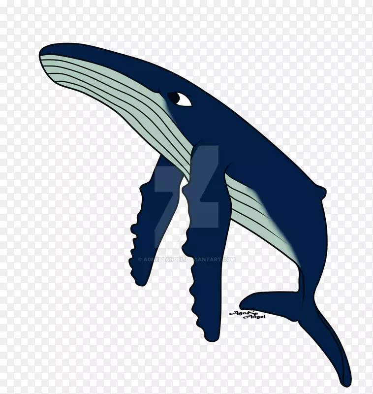 海豚座头鲸鲸目Migaloo白鲸-座头鲸