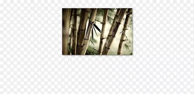 热带木本竹子水彩画帆布纸竹林
