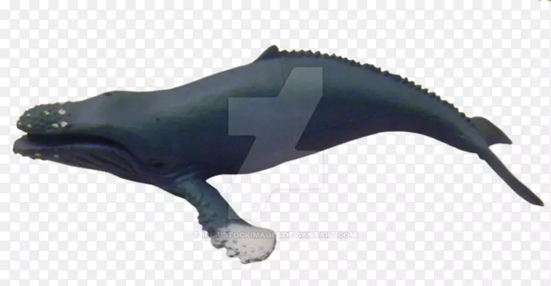 海豚座头鲸