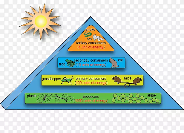 能量流生态系统生态金字塔生态食物链-金字塔5步