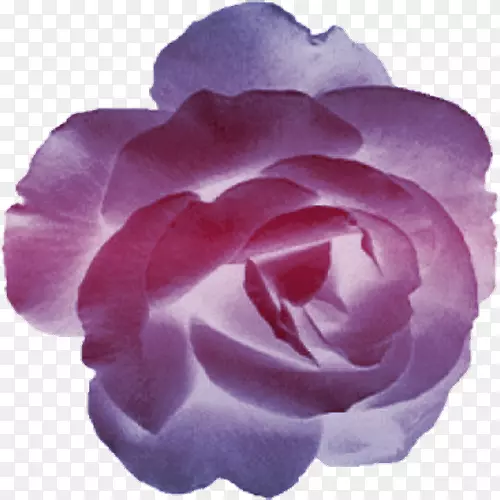 花园玫瑰，甘蓝，玫瑰花，切花，花瓣-传统文化