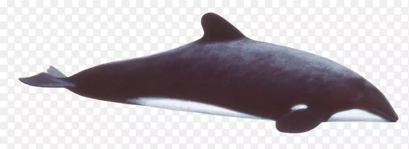 图库溪普通宽吻海豚