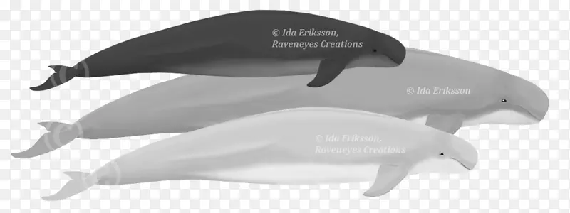 短喙普通海豚齿鲸长喙普通海豚鲸海豚