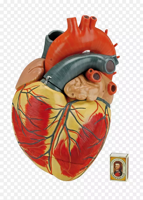 心脏解剖生物躯干解剖