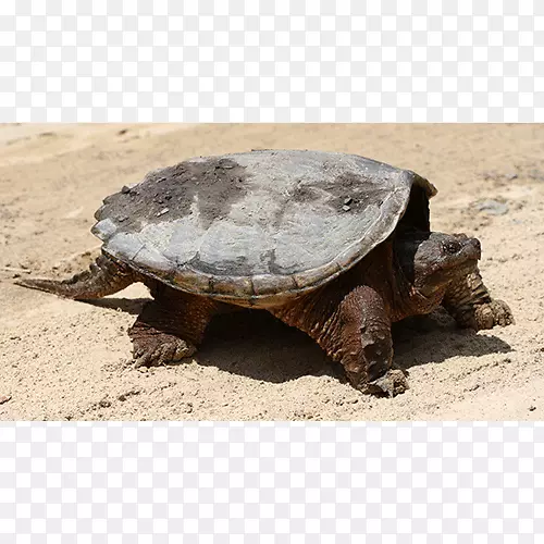 普通龟盒龟陆生动物龟