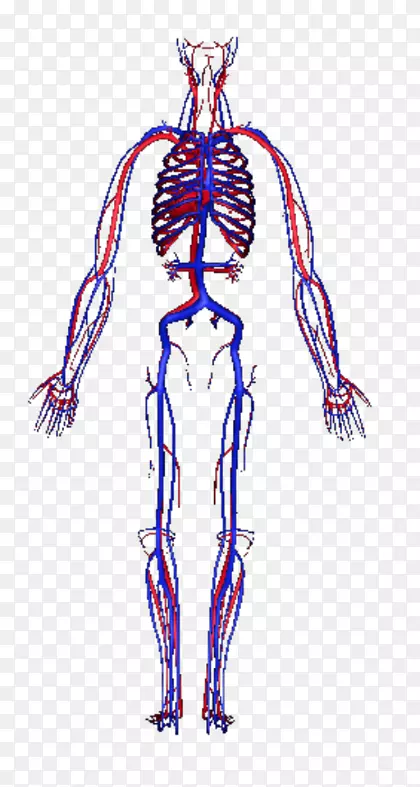 人体血管智人循环系统-人体三维