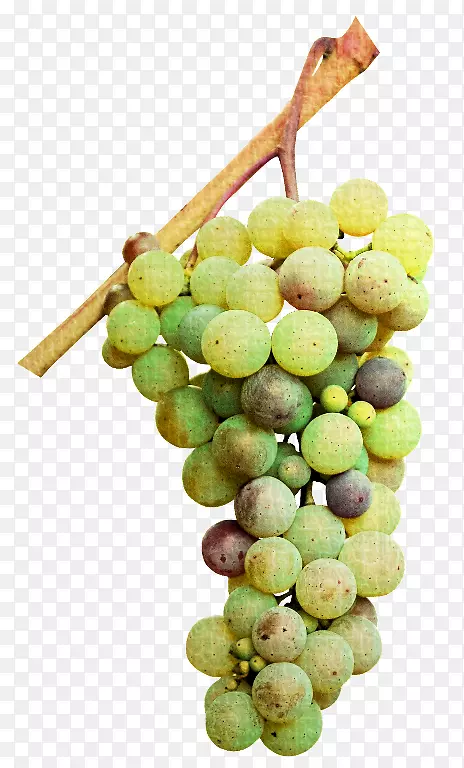 苏大拿果汁无核葡萄籽提取物-葡萄