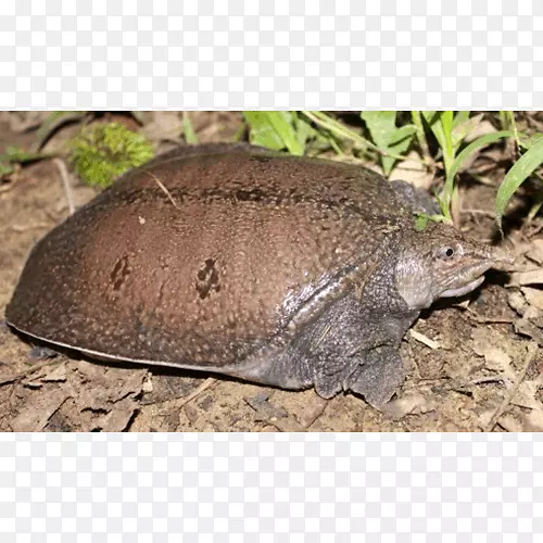 箱形海龟马来亚软壳龟爬行动物红耳滑块龟