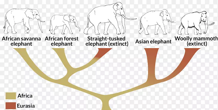 非洲灌木象亚洲象直齿象非洲森林象科