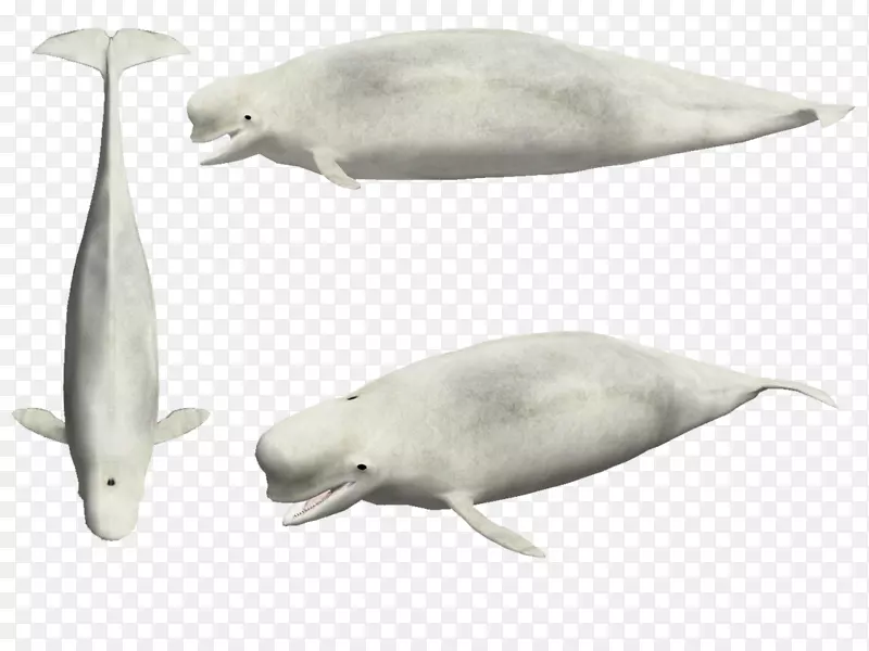 海豚到网站建设者-白鲸