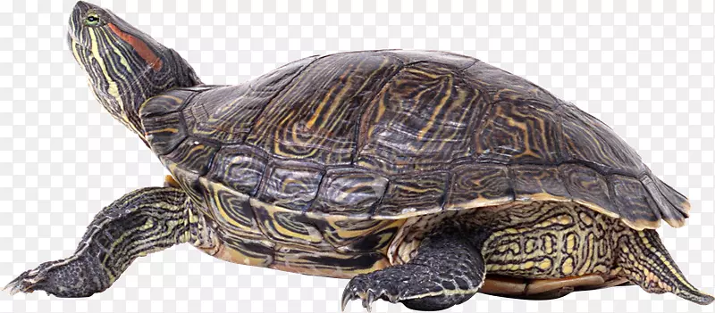 海龟电脑图标剪贴画-Tortuga