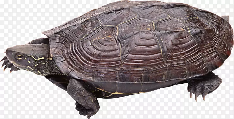 常见海龟箱龟爬行动物-乌龟