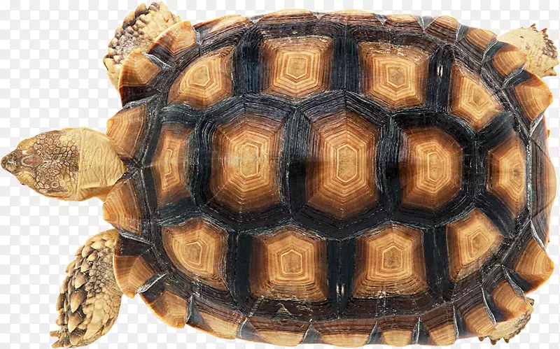 海龟壳爬行动物甲壳摄影-Tortuga