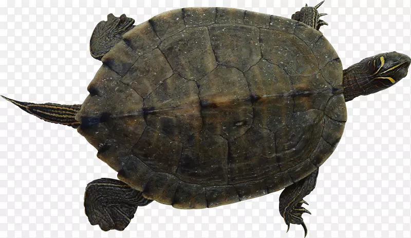 常见的海龟宠物-托尔图加