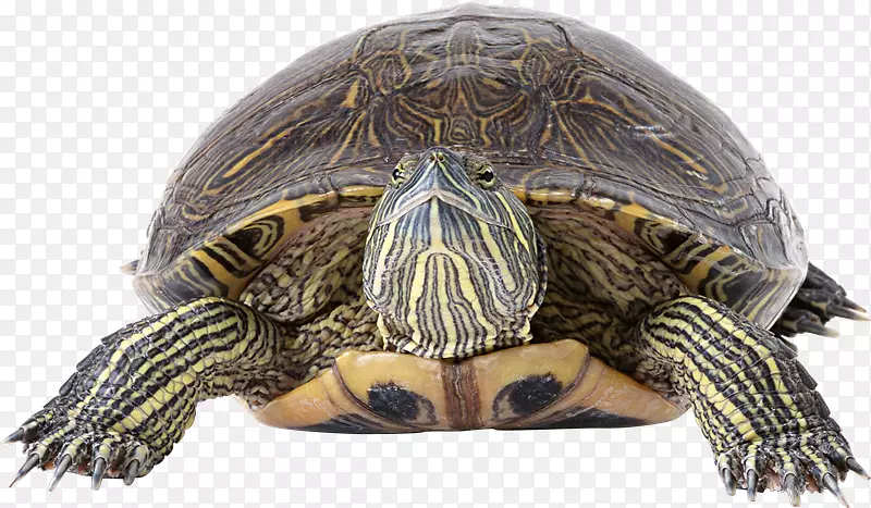 海龟桌面壁纸外温器-Tortuga