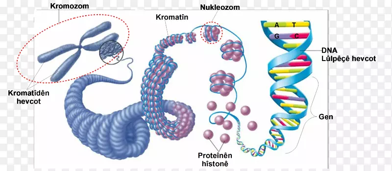 真核生物染色体结构dna细胞核酸结构科学