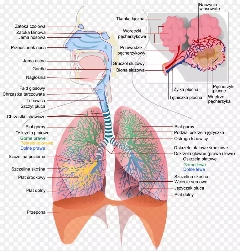 昆虫呼吸系统呼吸解剖