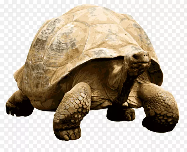 海龟-非洲龟