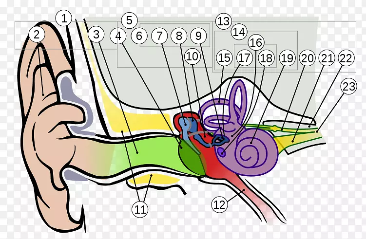 耳解剖学前庭耳蜗神经耳