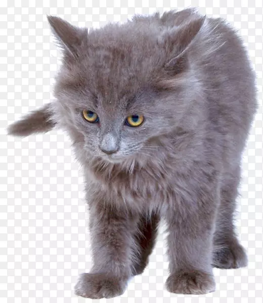 英国半长毛Nebelung胡须Chartreux-Kitten