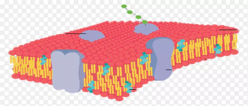 细胞膜生物膜流动性