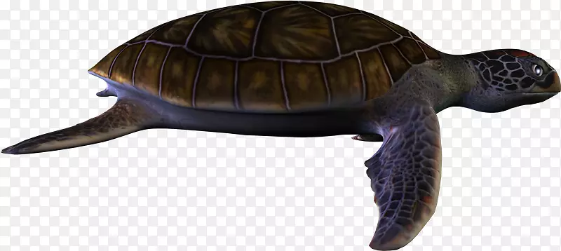 箱形龟，乌龟，常见的抓取龟-Tortuga