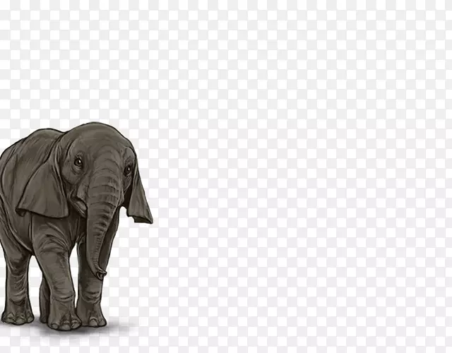 印度象非洲象野生动物-印度