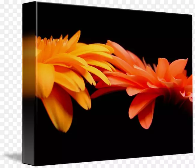 特兰士瓦雏菊画廊包装橙色帆布艺术-橙色非洲菊