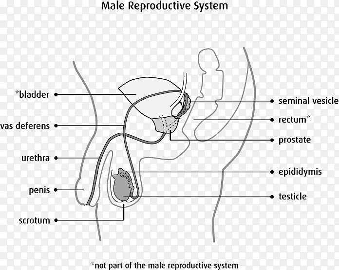 男性生殖系统阴囊睾丸解剖