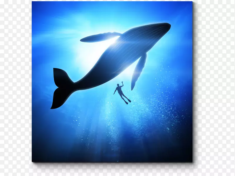 海豚鲸座头鲸大村鲸的鲸蓝鲸海豚