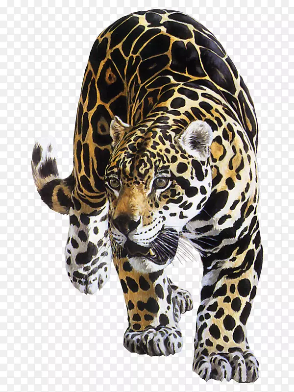 美洲豹虎猫科狮子美洲虎动物