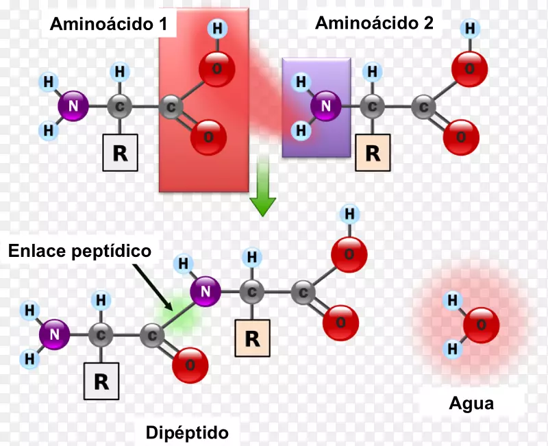 肽键氨基酸化学键蛋白-交通