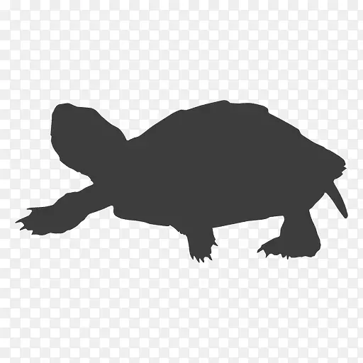 龟龟