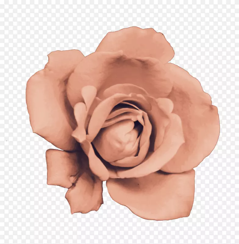 花园玫瑰切花粉红色m-玫瑰