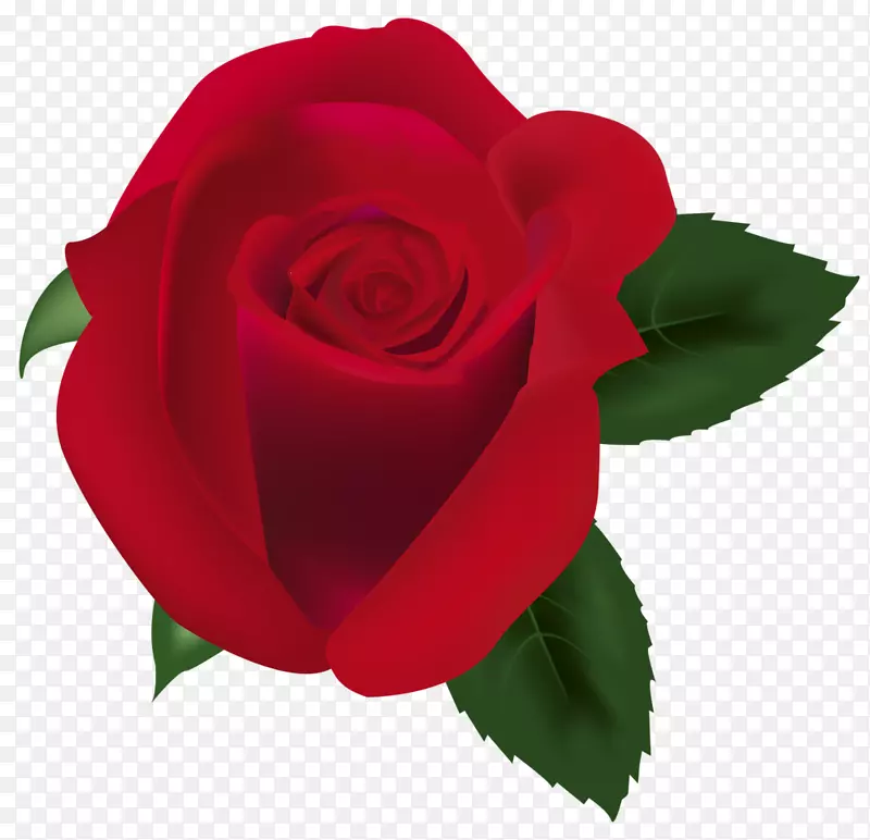 花园玫瑰，卷心菜，玫瑰，玫瑰，花卉剪贴画-玫瑰剪贴画