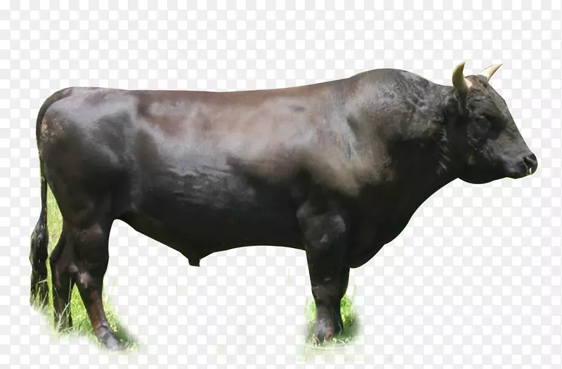 英国白牛，安格斯牛，牛肉牛，赫里福德牛-瓦格尤牛