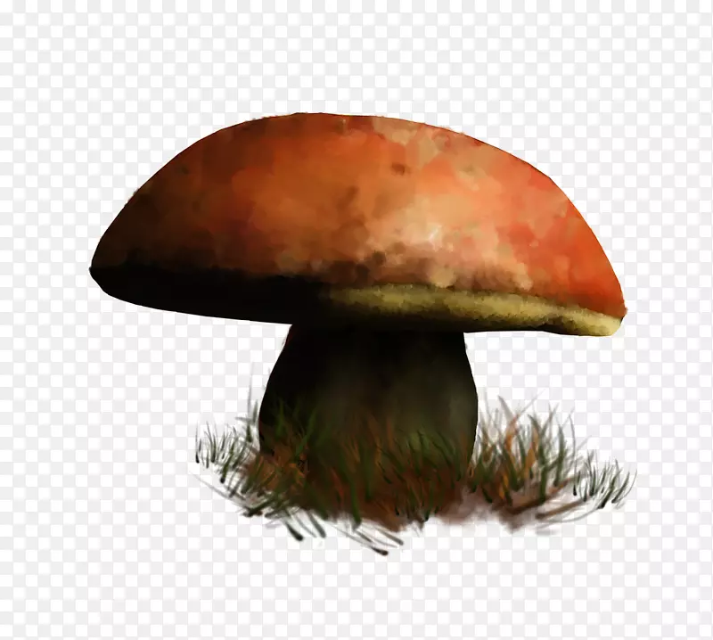 食用菌食品火锅真菌-蘑菇