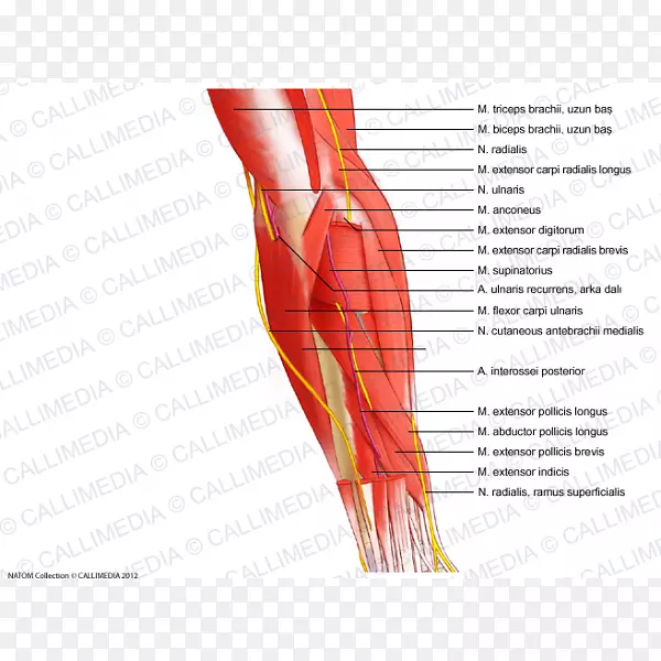 指肘肌前臂神经臂