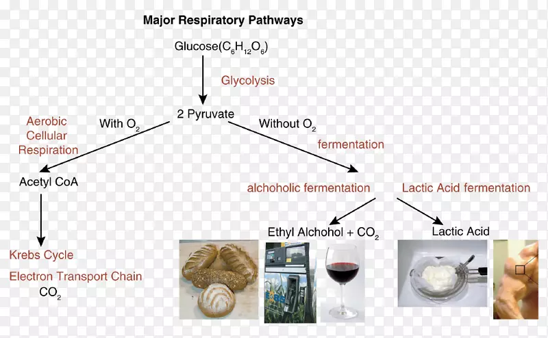 细胞呼吸、厌氧呼吸、乳酸发酵、厌氧糖酵解