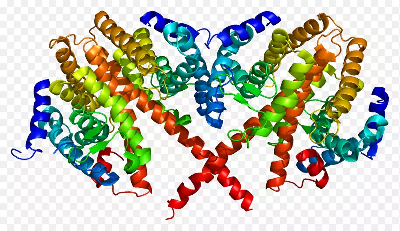 肝细胞核因子4α蛋白基因转录因子