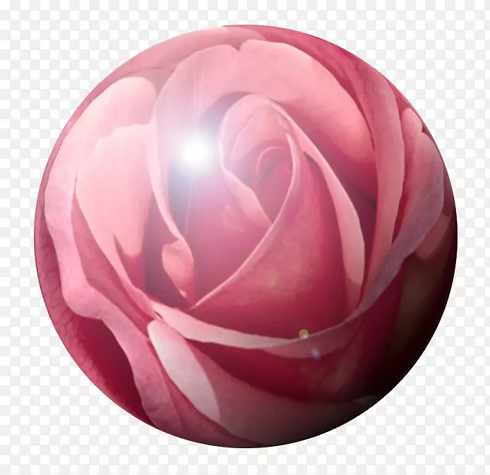 花园玫瑰粉红色m谚语31-玫瑰