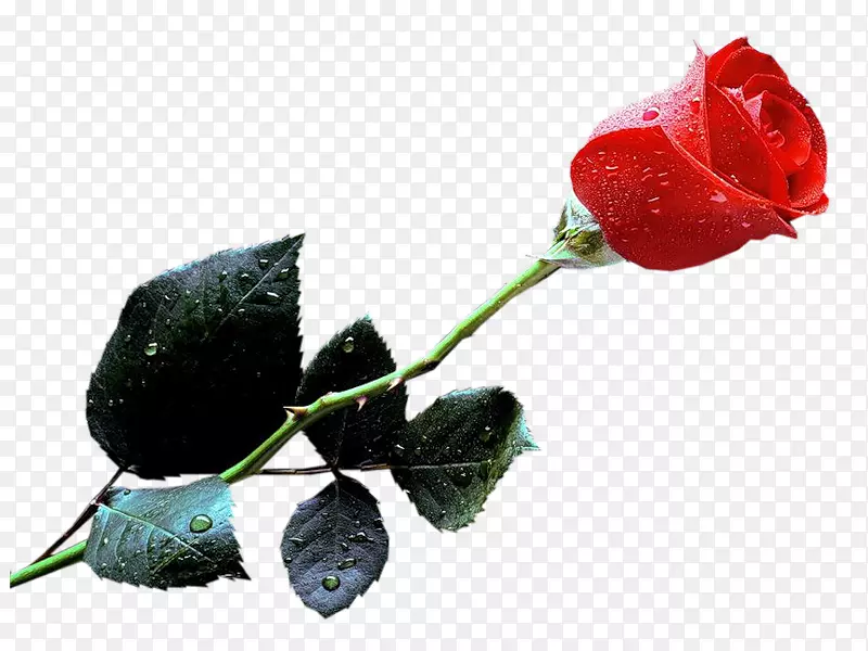 桌面壁纸玫瑰显示分辨率-玫瑰