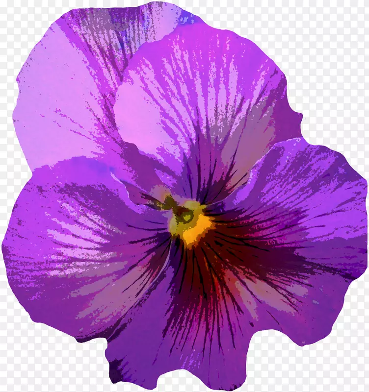 潘西紫罗兰花紫色黄紫色花
