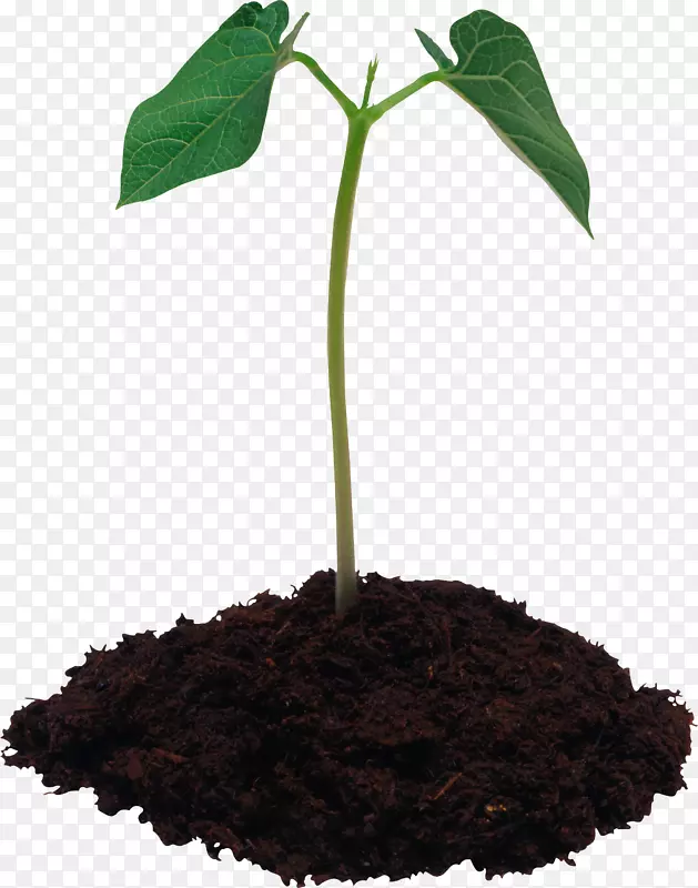 盆栽土壤连翘酮肥料叶