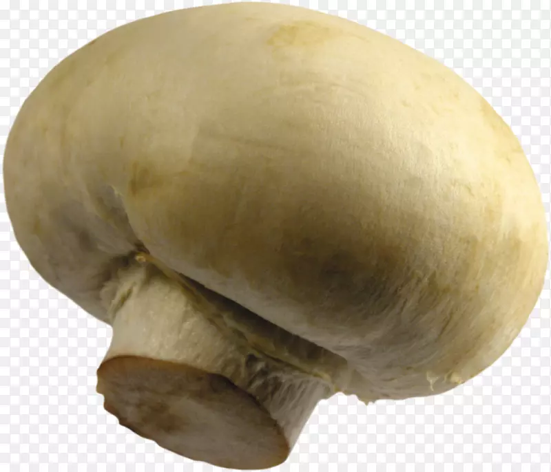 普通蘑菇侧耳药用真菌-蘑菇