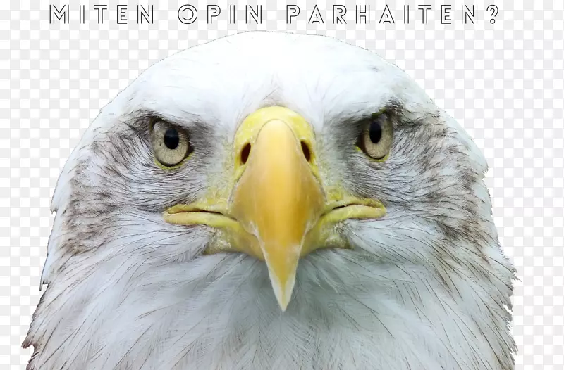 鸟类秃鹰桌面壁纸4k分辨率超高清晰度电视-小鸟
