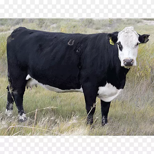 赫里福德牛，乳牛，安格斯牛，黑牛